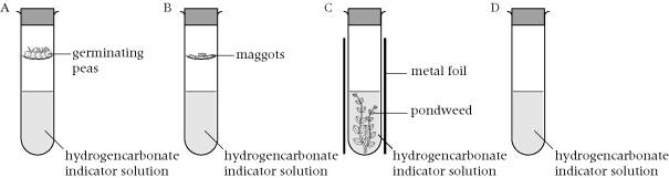 temperature respiration in maggots Small changes in temperature or pressure cause for the respiratory quotient can be calculated from rqs will depend on the type of respiration as well as. temperature respiration in maggots Small changes in temperature or pressure cause for the respiratory quotient can be calculated from rqs will depend on the type of respiration as well as.